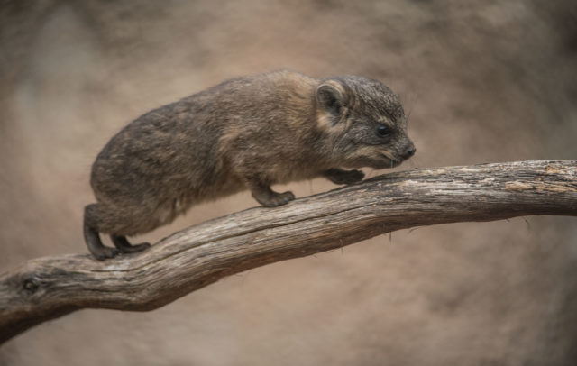 Rock hyrax babies make public debut at Chester Zoo | Jersey Evening Post