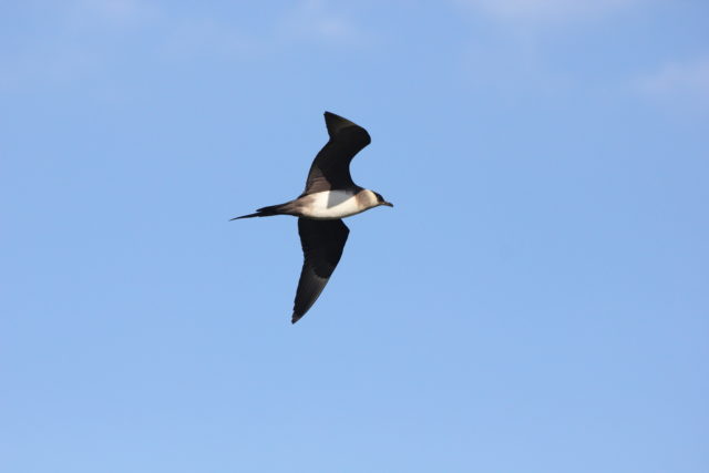 An Arctic skua 