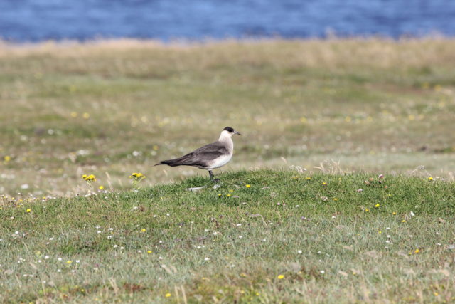 An Arctic skua