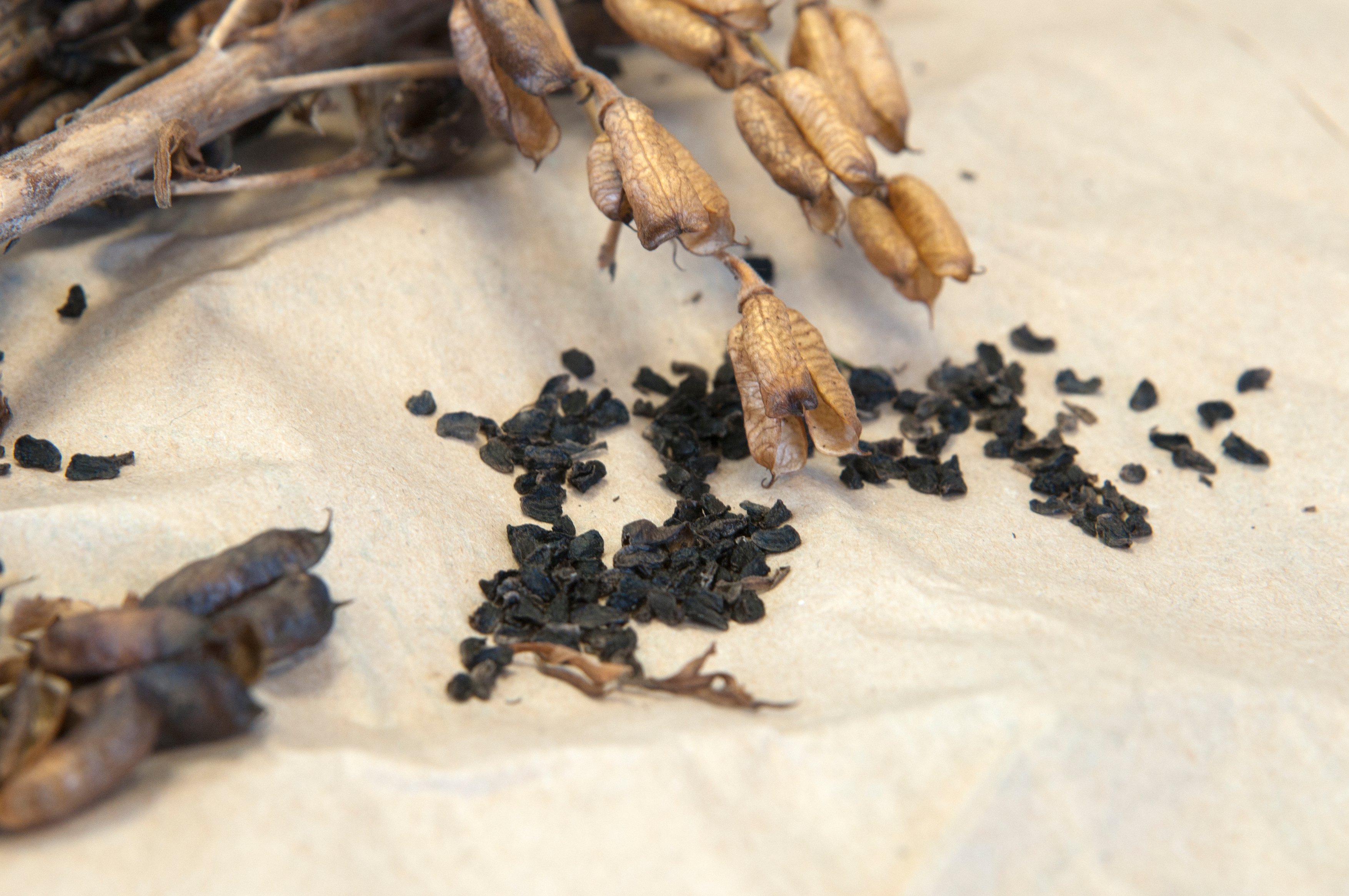 Wear gloves when extracting seeds of aconitum from dried seedheads (Tim Sandall/RHS/PA)