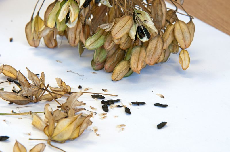 Seeds need to be stored on sheets of paper in cardboard boxes (Tim Sandall/RHS/PA)