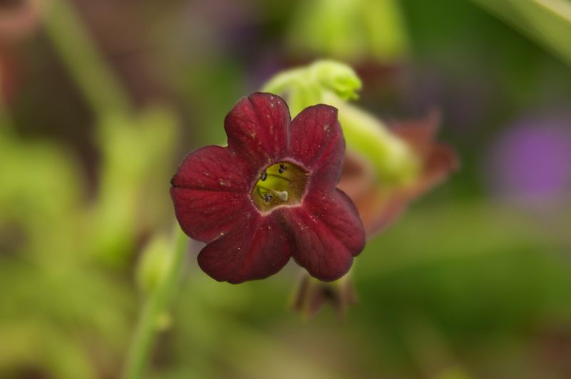 Seeds of nicotiana will need light to germinate (Tim Sandall/RHS/PA)