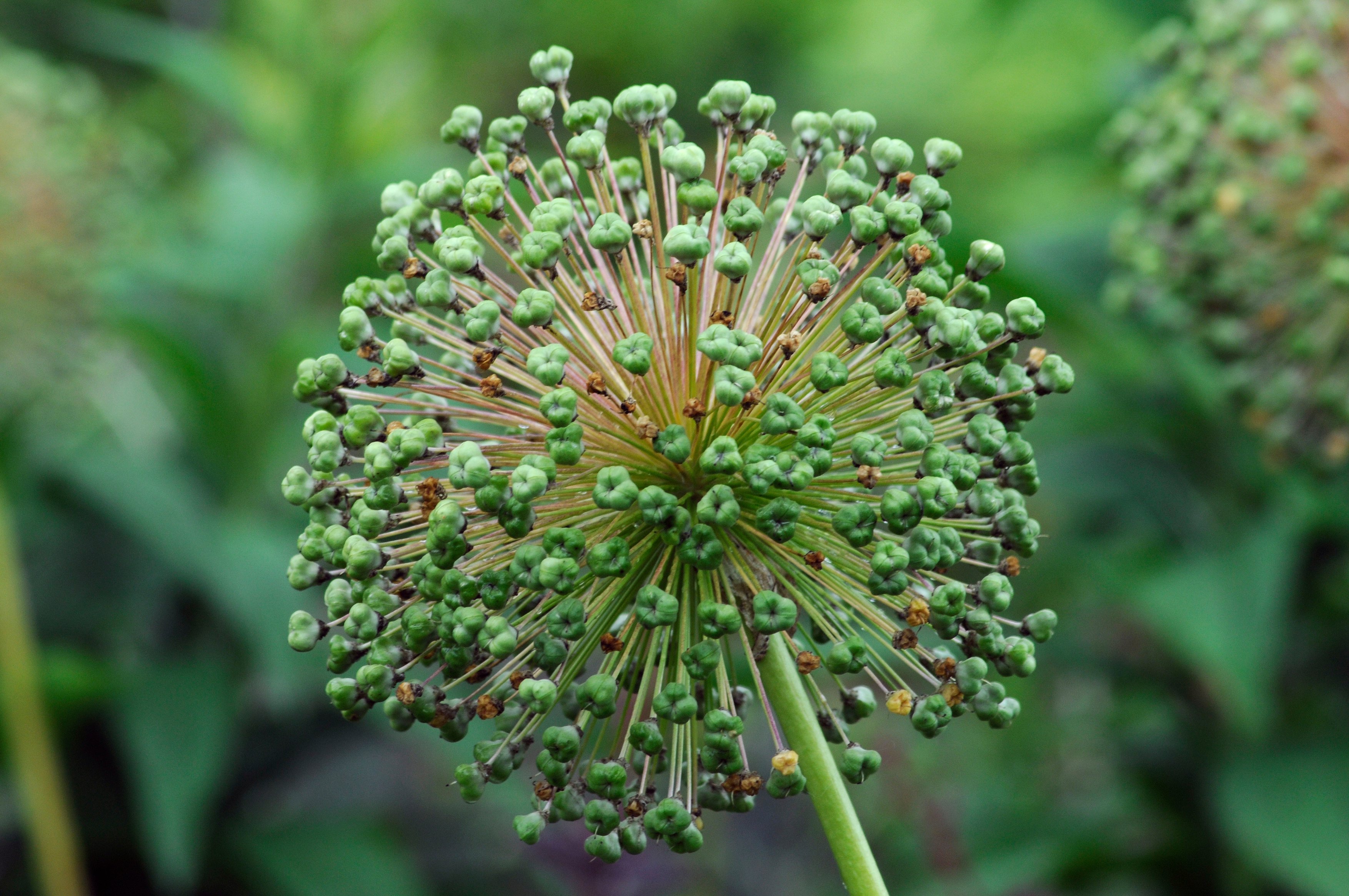 Collect allium seeds as they start to break open (Tim Sandall/RHS/PA)