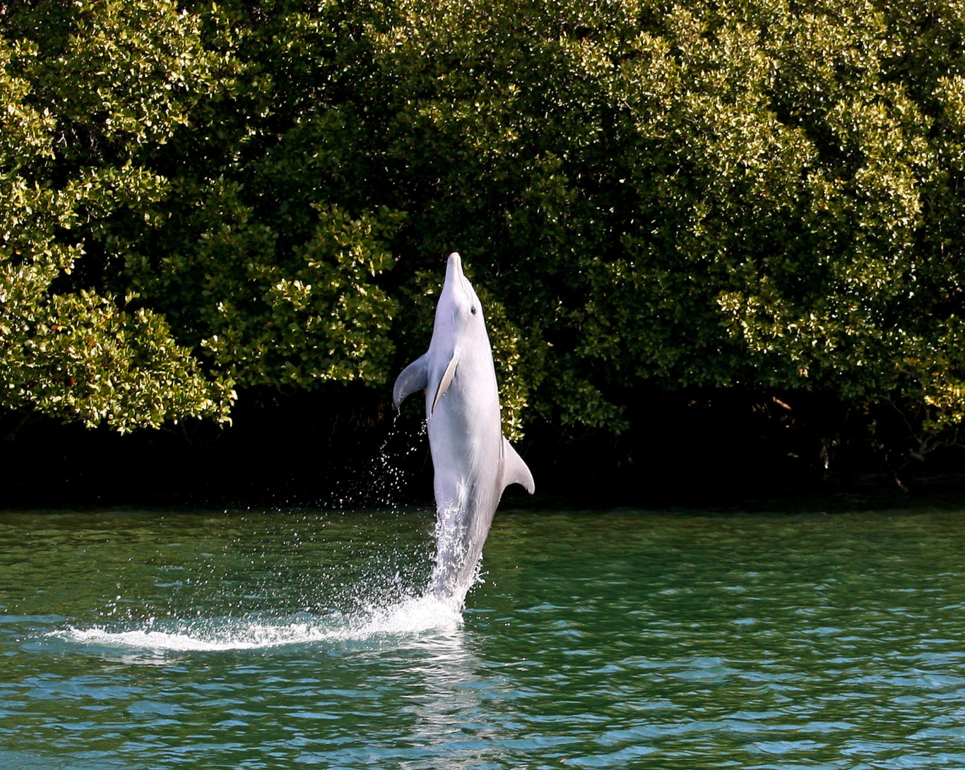 A dolphin tail-walking