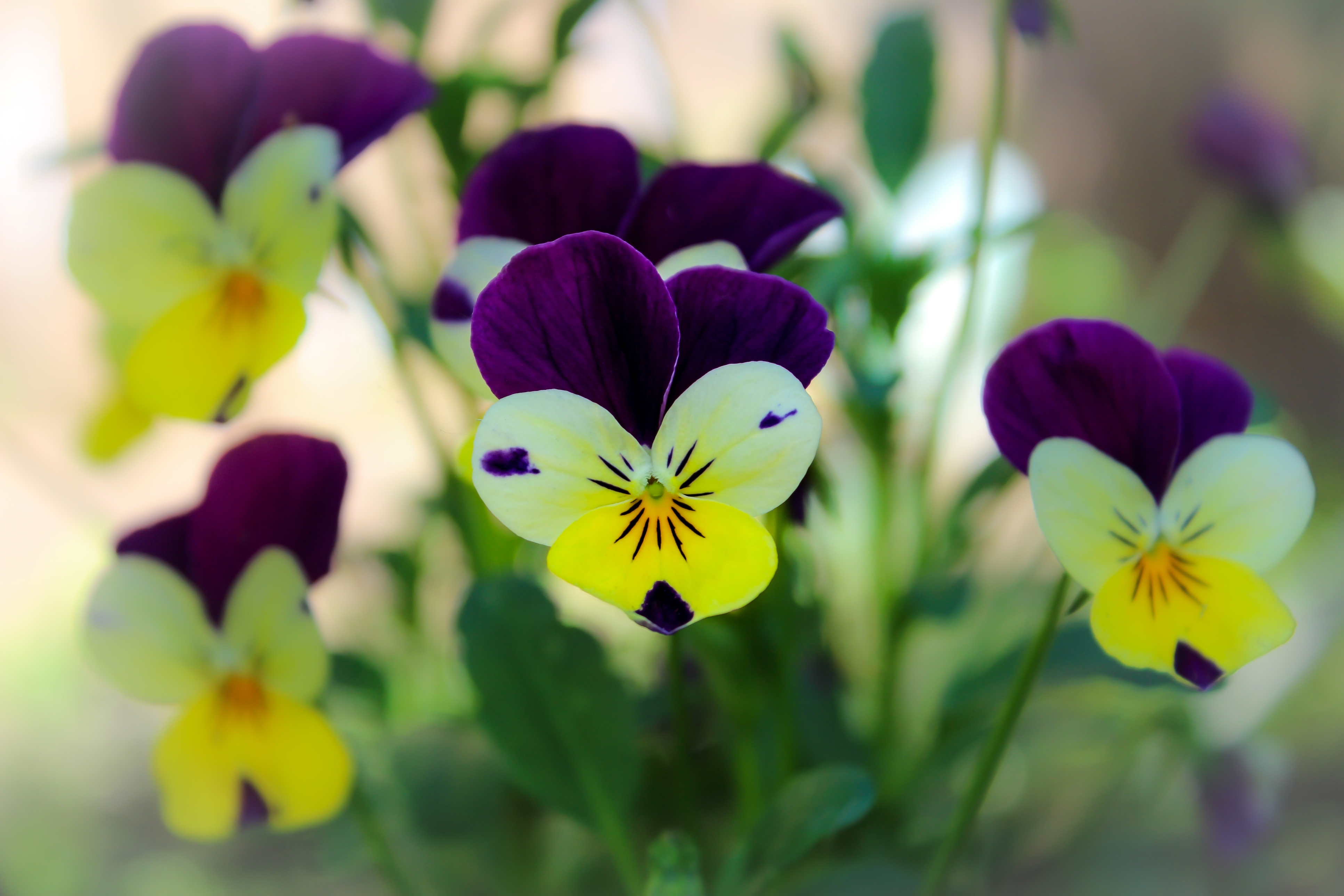 Violas and pansies benefit from shelter in the worst of winter (Thinkstock/PA)