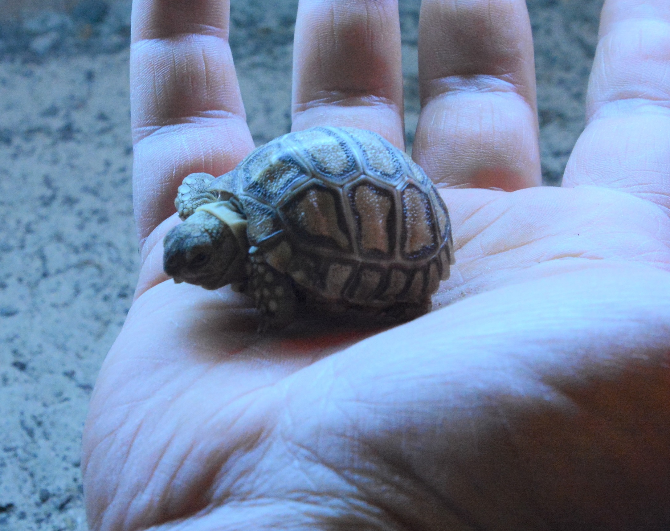 Bertie and Shelly's baby tortoise