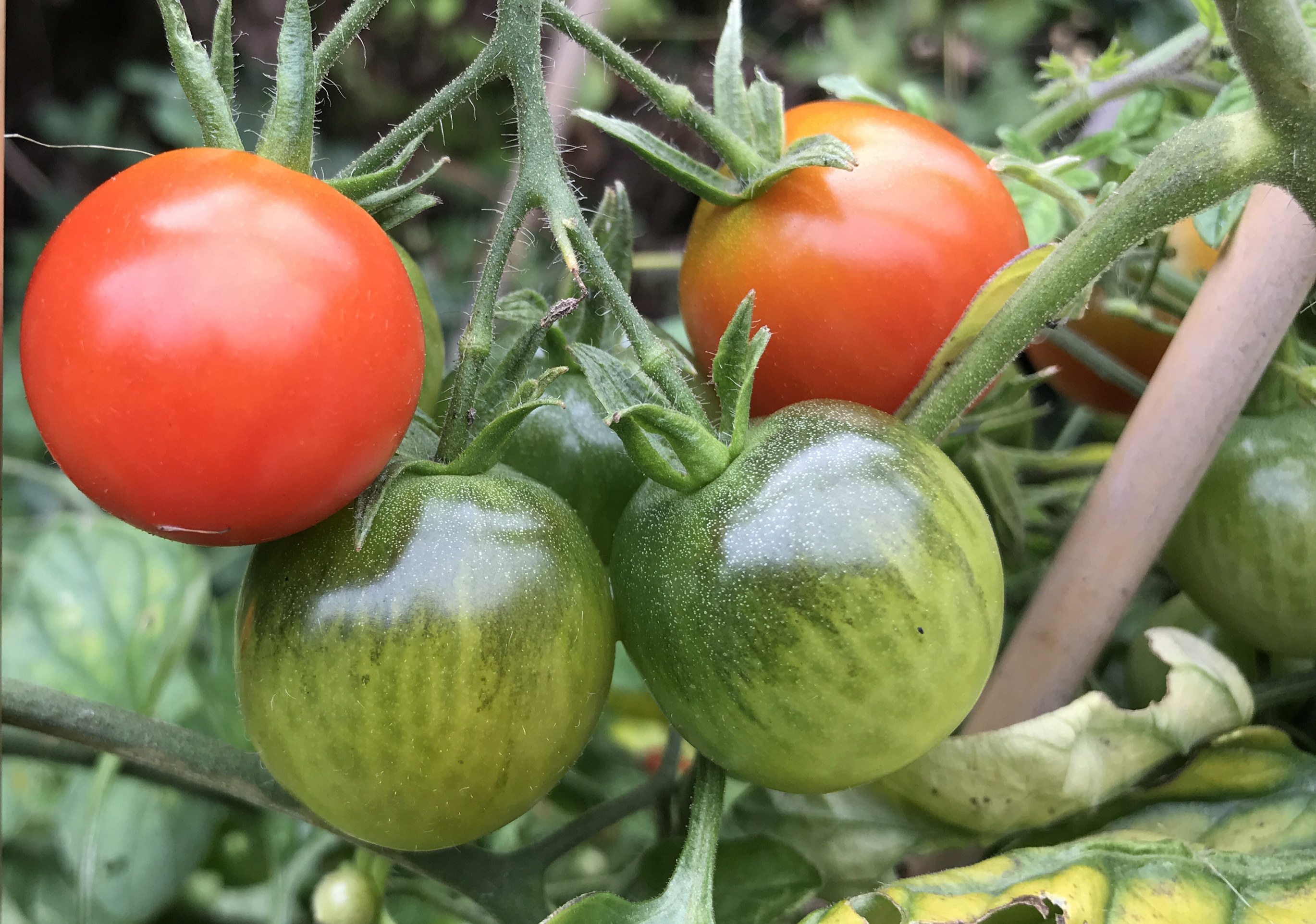 red and green tomatoes (Hannah Stephenson/PA)