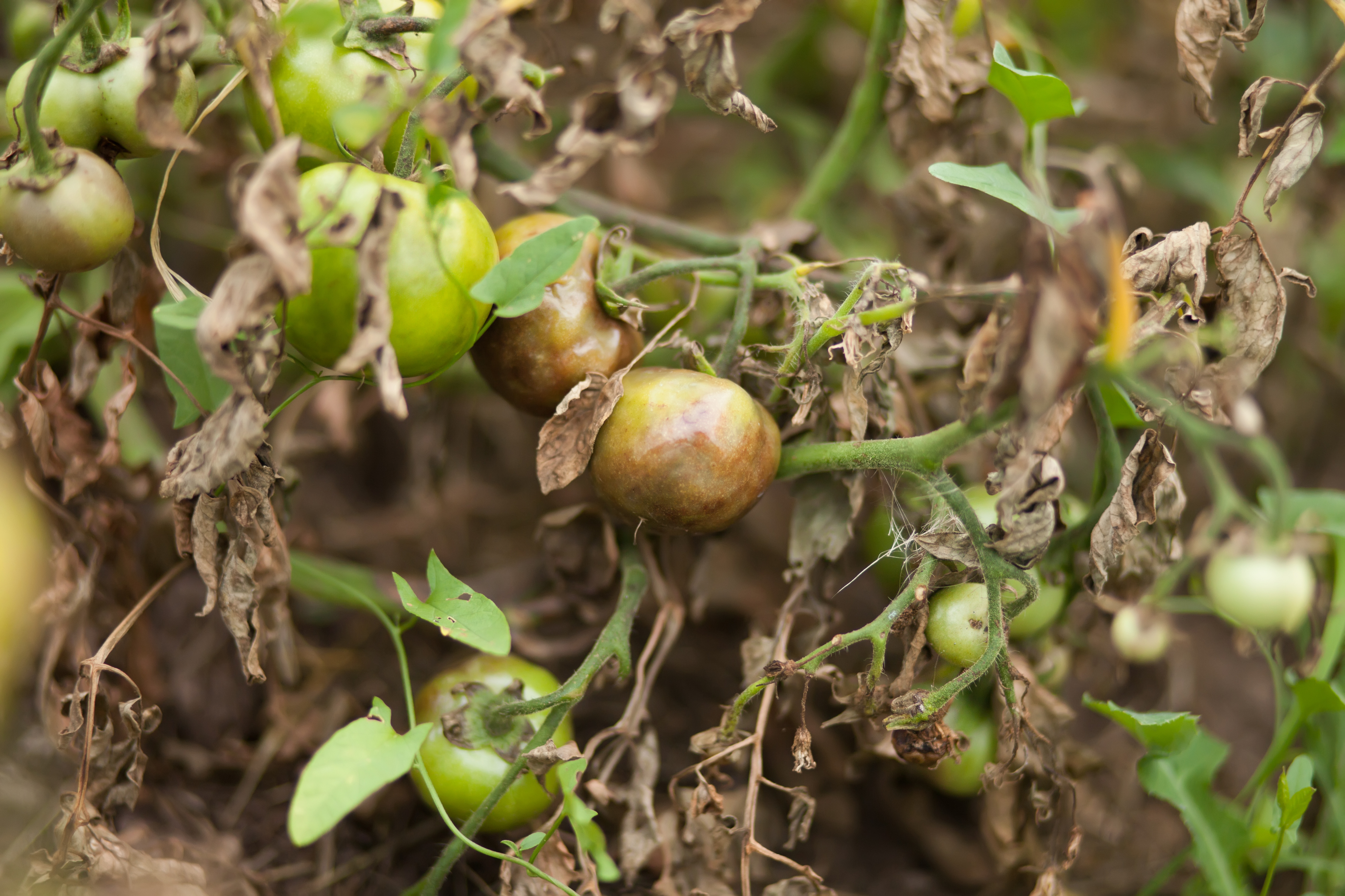 tomatoes suffering with blight (Thinkstock/PA)