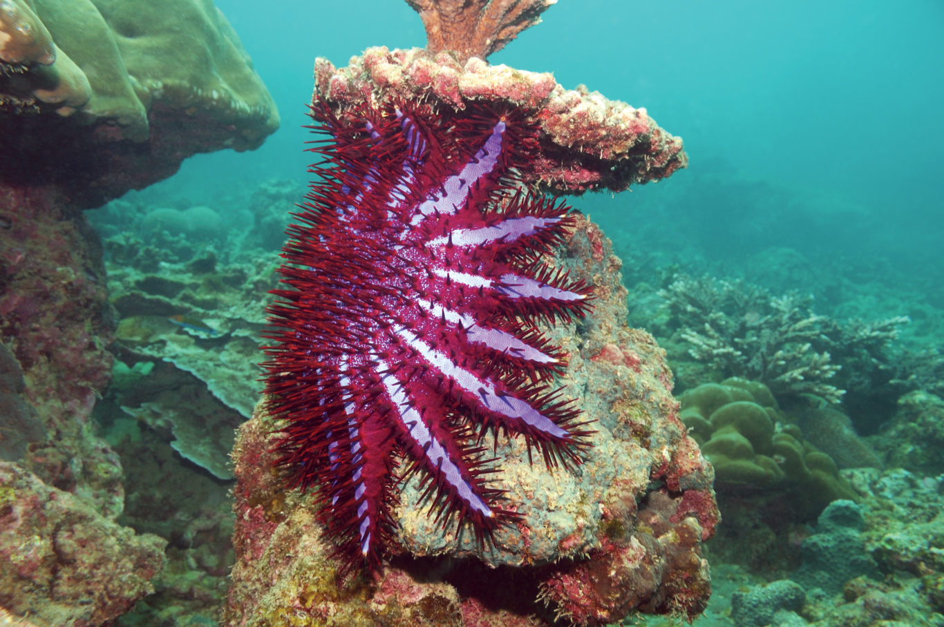 Underwater drones kill crownofthorns starfish to protect Great Barrier Reef The Irish News Underwater drones kill crownofthorns starfish to protect Great Barrier Reef The Irish News