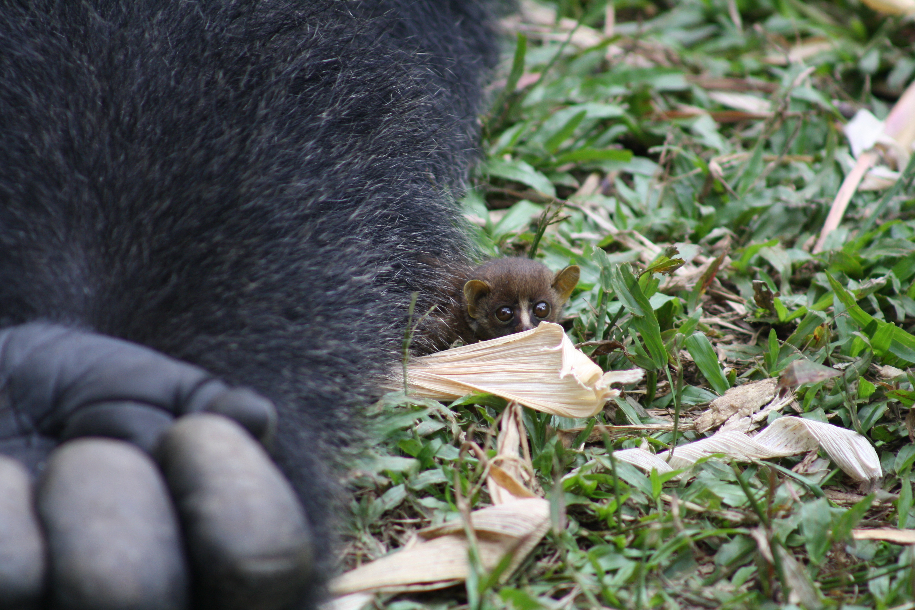 Rescued gorilla Bobo interacting with a wild bushbaby