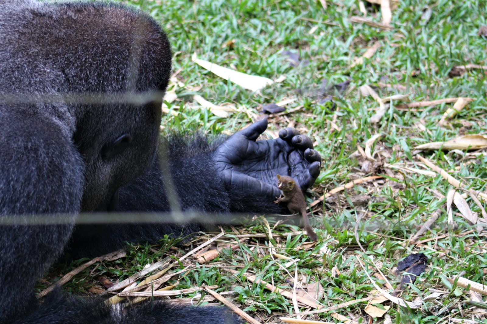 Rescued gorilla Bobo interacting with a wild bushbaby