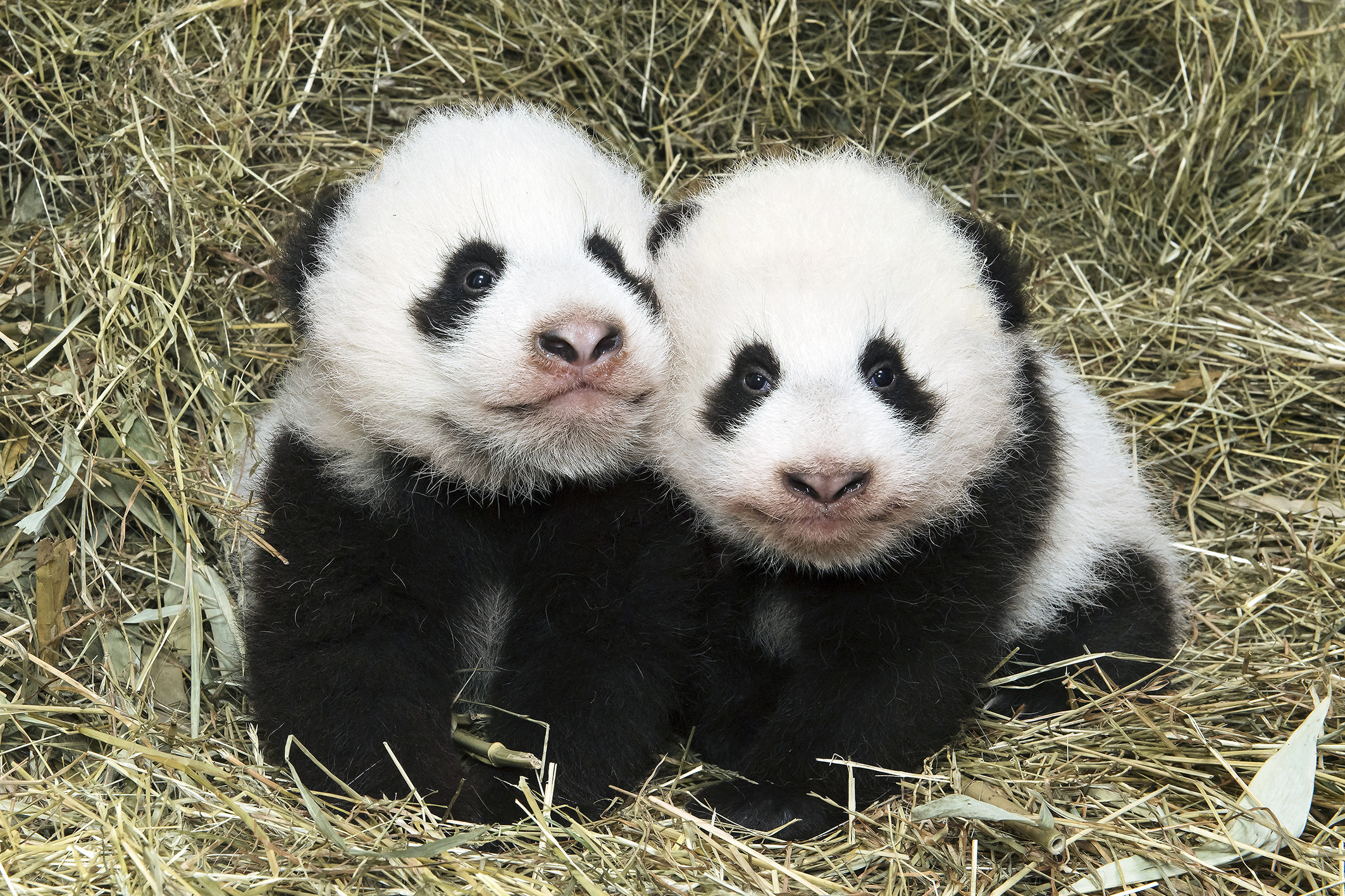 Panda twins Fu Feng and Fu Ban