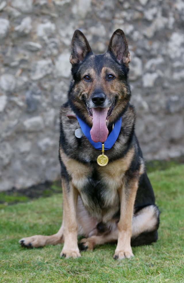 Protect police dogs by introducing ‘Finn’s Law’, Holyrood ministers