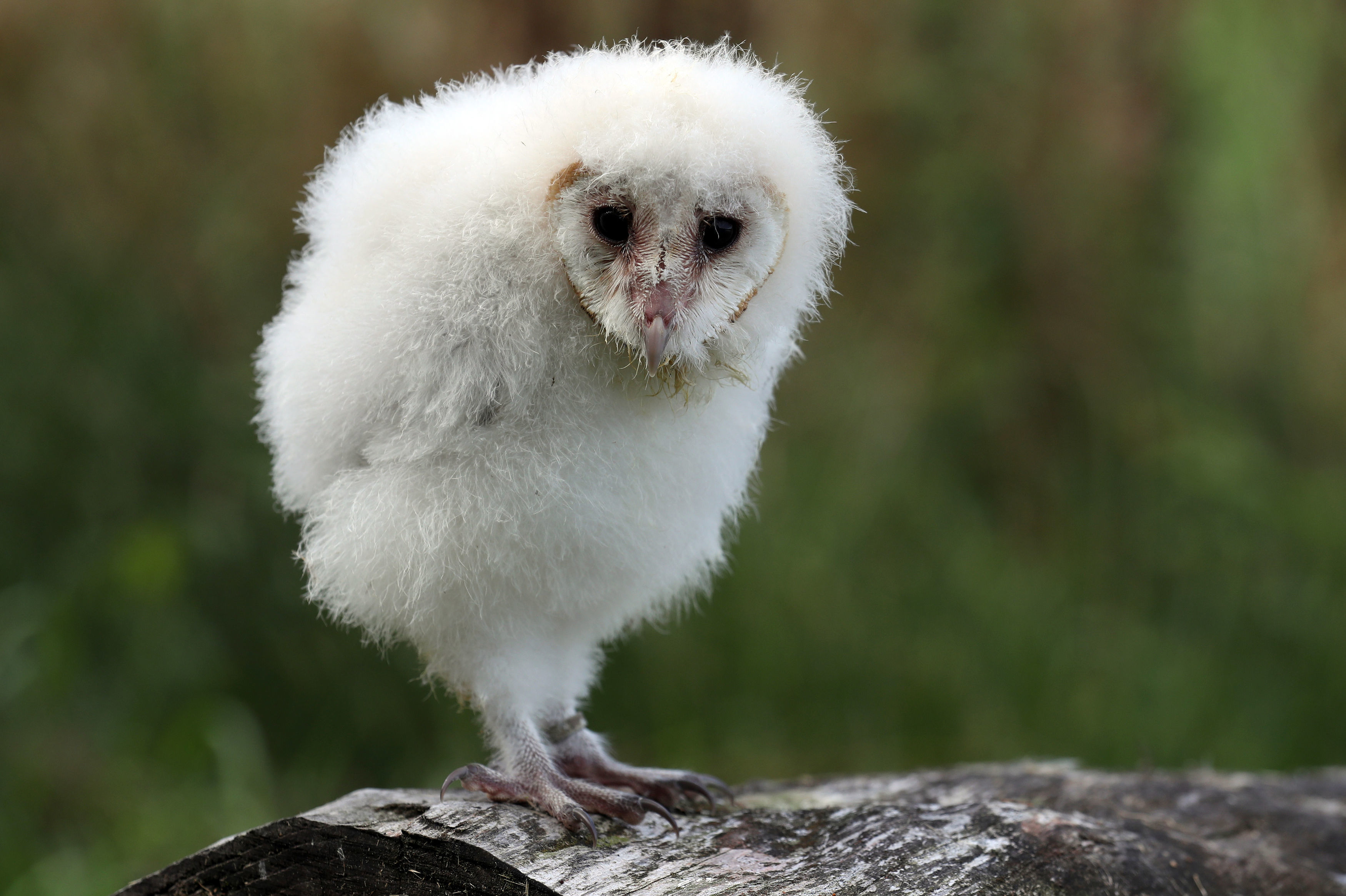 One of the owlets