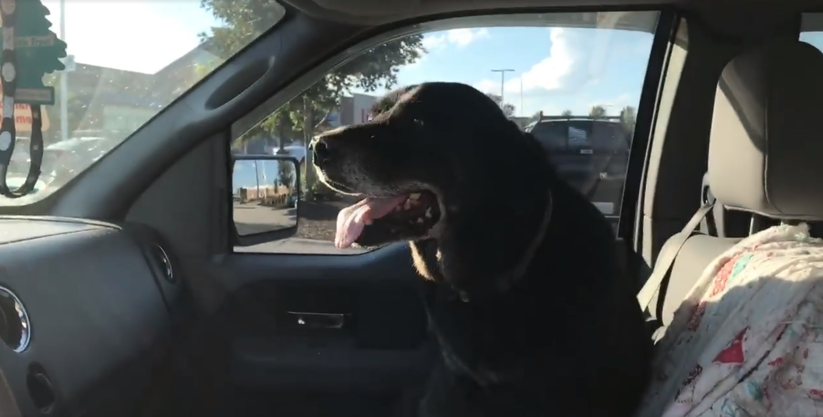 Elvis the dog sits in Paul's car after the accident