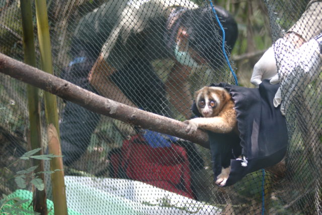 A loris is released by International Animal Rescue 