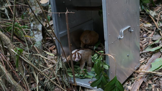 A loris rehabilitated by International Animal Rescue 