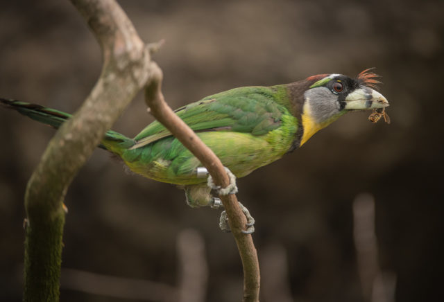 A fire-tufted barbet at Chester Zoo