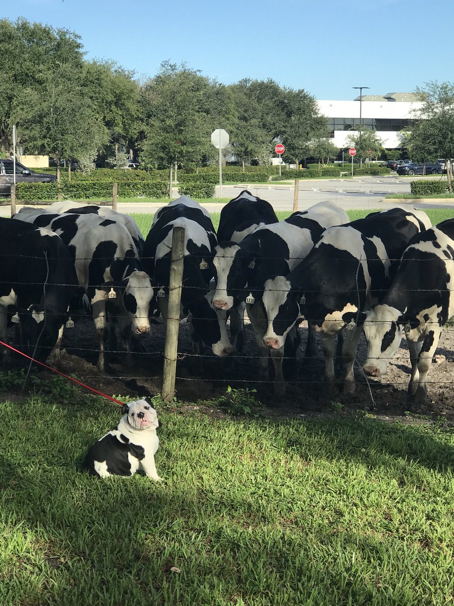 Tofu and the bovine friends