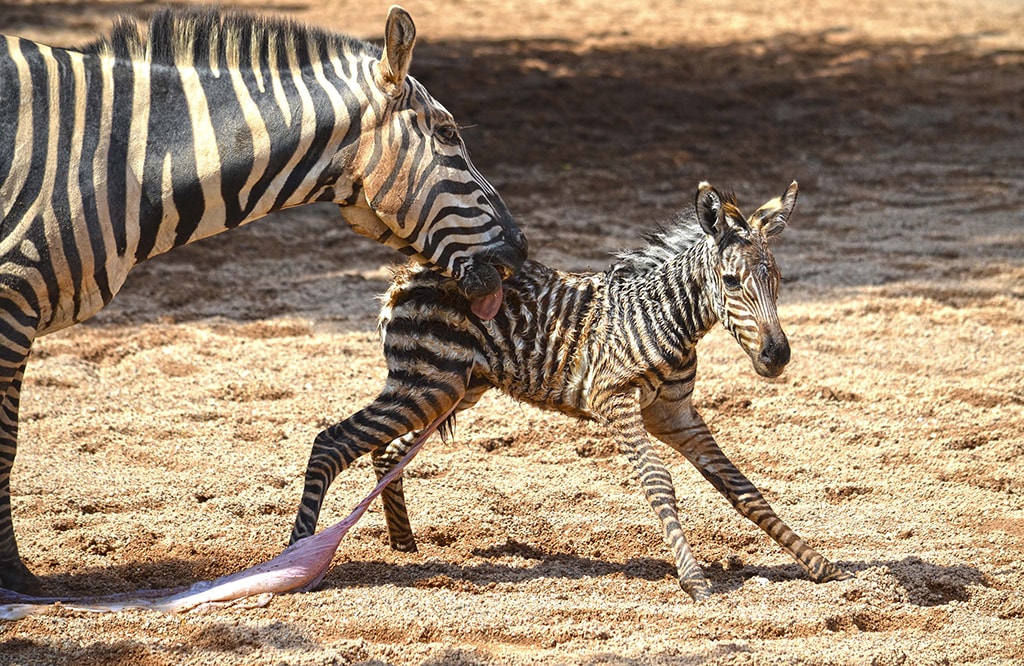 The little zebra with his mother