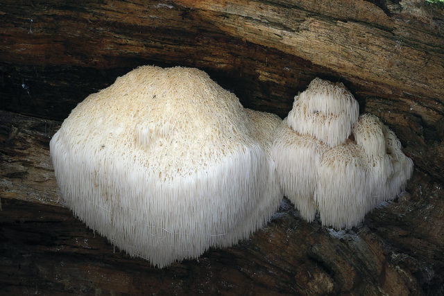 Bearded tooth fungus is protected against picking in Britain and is a conservation priority species (M Ainsworth/RGB Kew/PA)