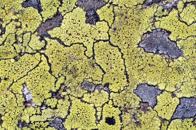 Lichens such as Rhizocarpon geographicum are part of the fungi kingdom (Alison Pouliot/RGB Kew/PA)