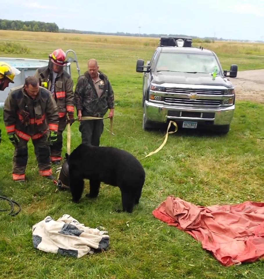 The bear with its head stuck with firefighters looking on