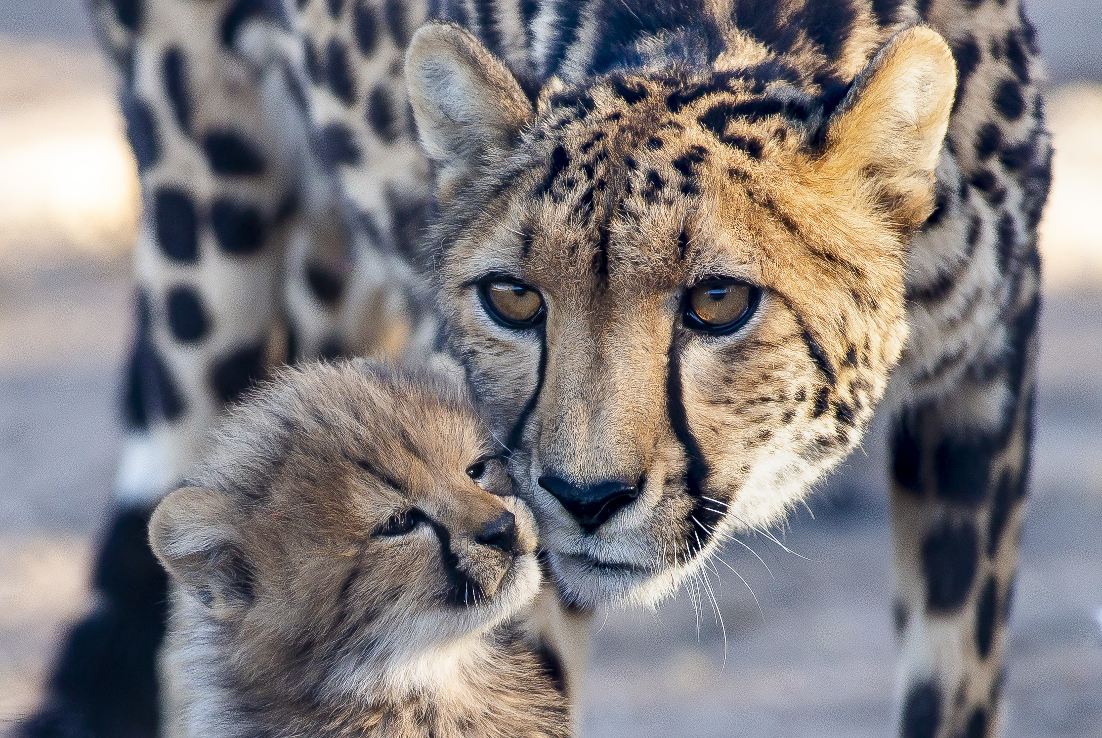 Cheetah Cubs Playing