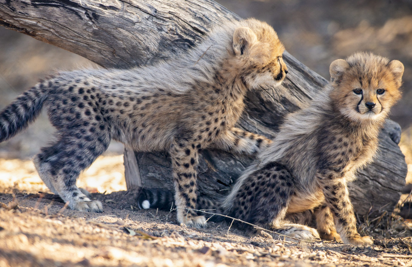 This little cheetah cub playing with its siblings will soothe you ...