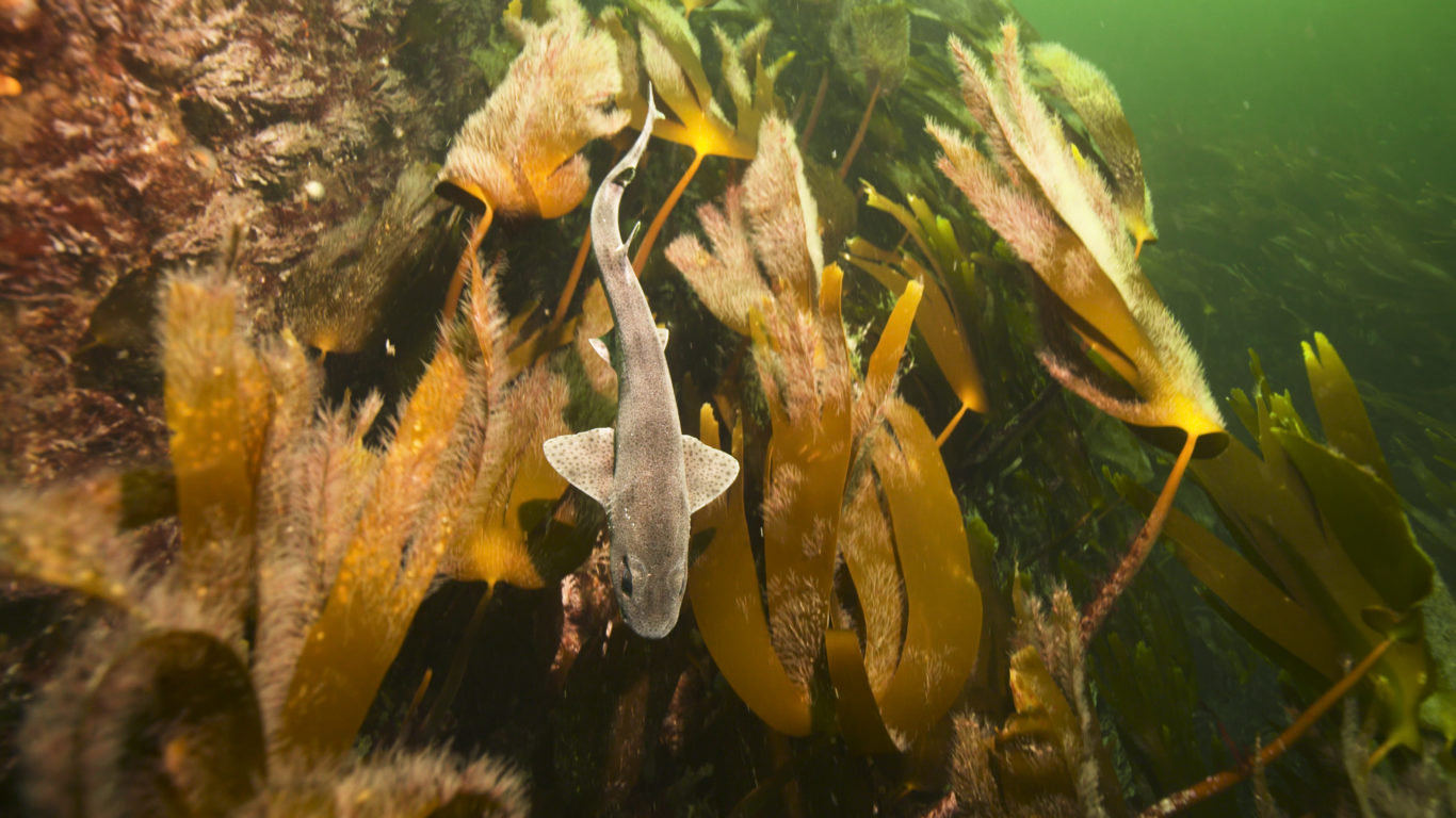 Dog fish in kelp