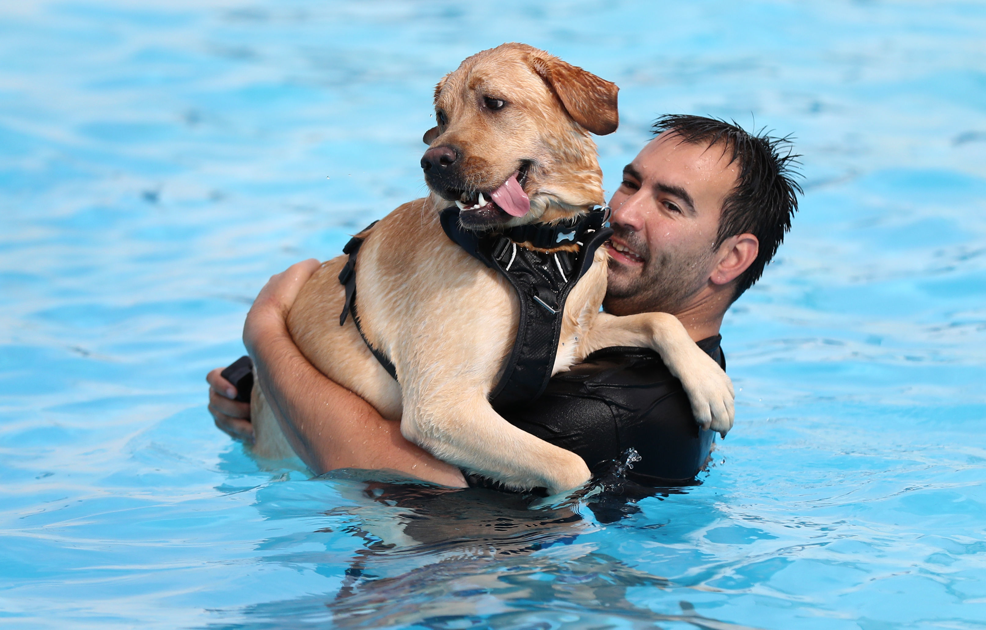 Saltdean Lido annual dog swim