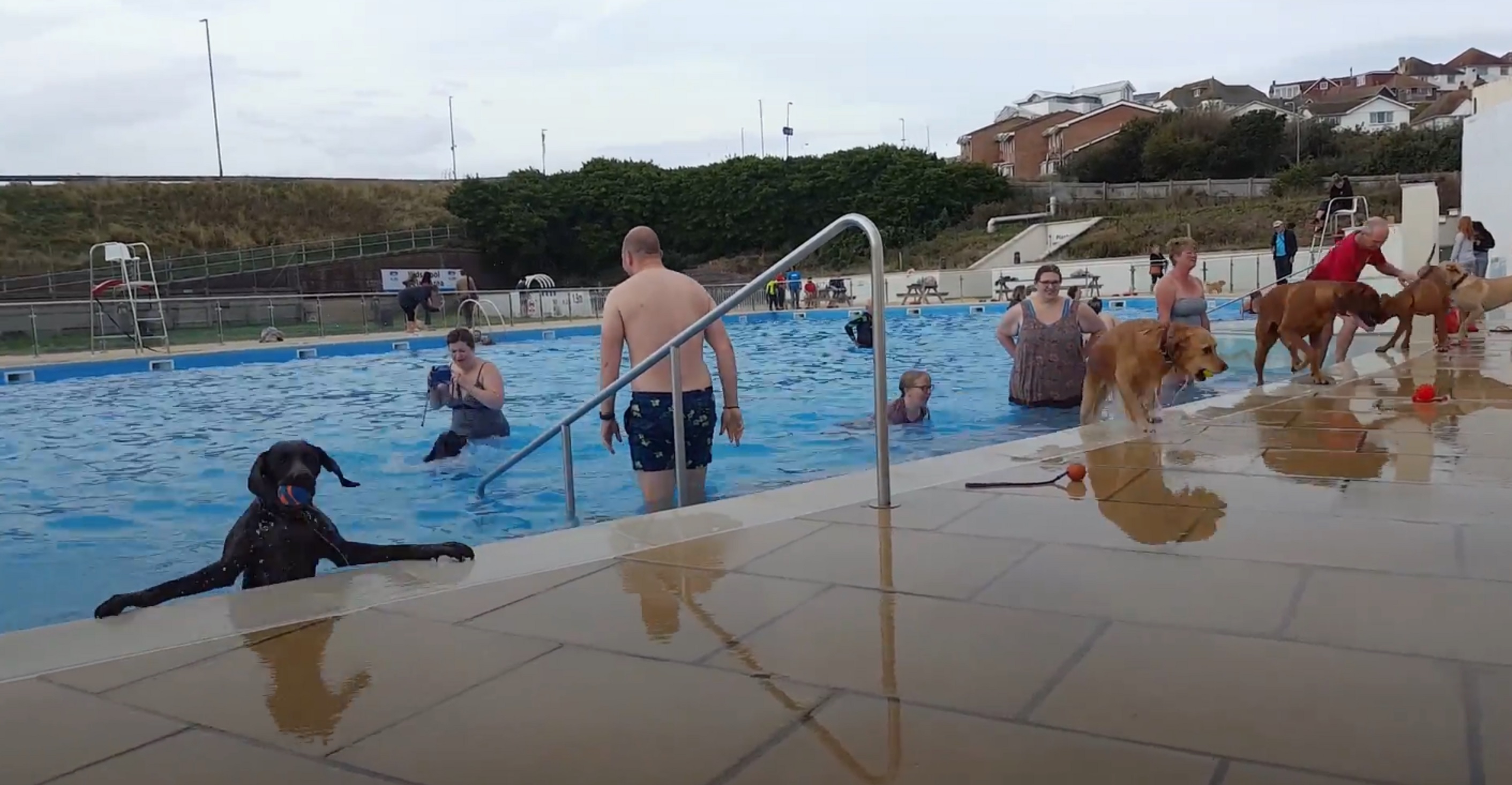 A dog struggles to get out of the pool at Saltdean Lido in Brighton, during the annual dog swim to mark the end of the season at the lido