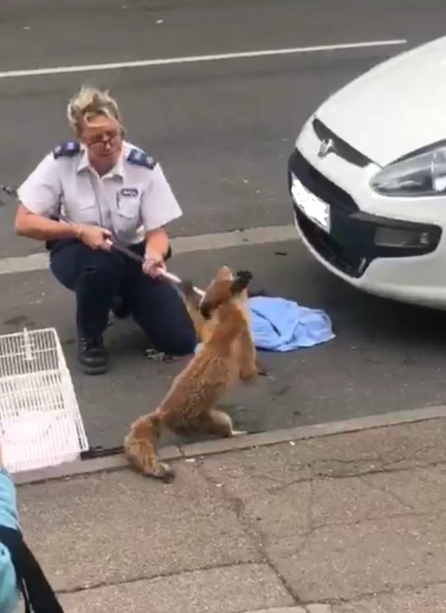 A fox was stuck in a car grille for 12 hours 