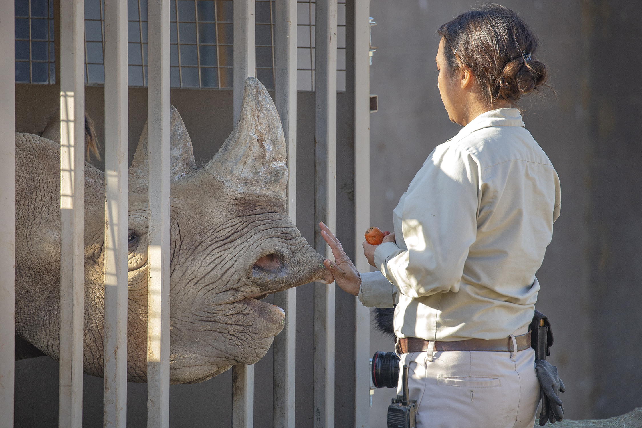 Senior keeper Sandy Craig, works with Eric, an 8-year-old male black rhino at the San Diego Zoo Safari Park