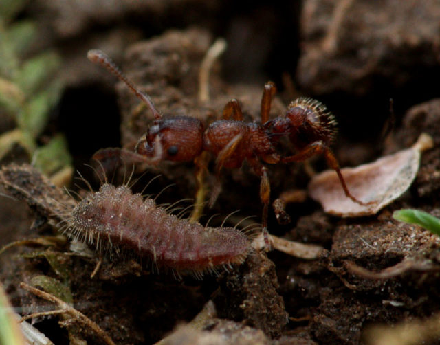 The large blue caterpillars trick a species of red ant into carrying them into their nest and caring for them while they feed on ant grubs (Sarah Meredith/National Trust/PA)