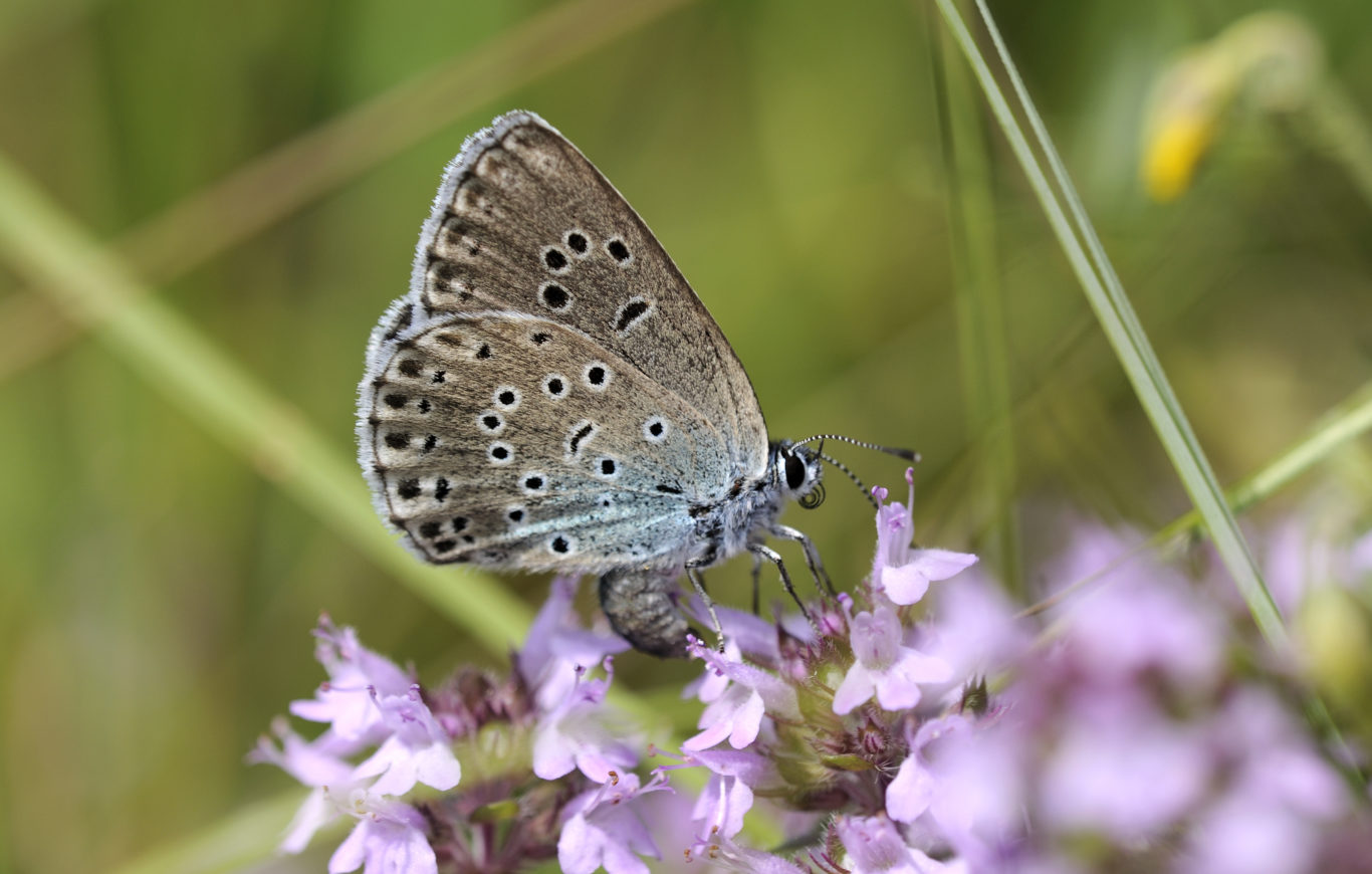 Record year for globallyendangered large blue butterflies Bradford