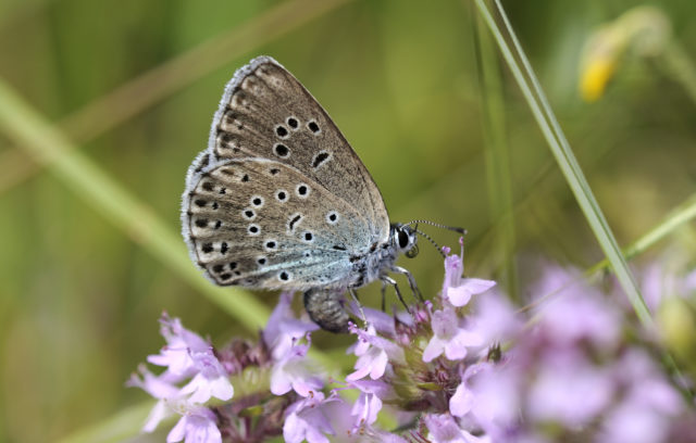 Large blue butterflies lay their eggs on thyme at sites such as Collard Hill (Ross Hoddinott/National Trust/PA)