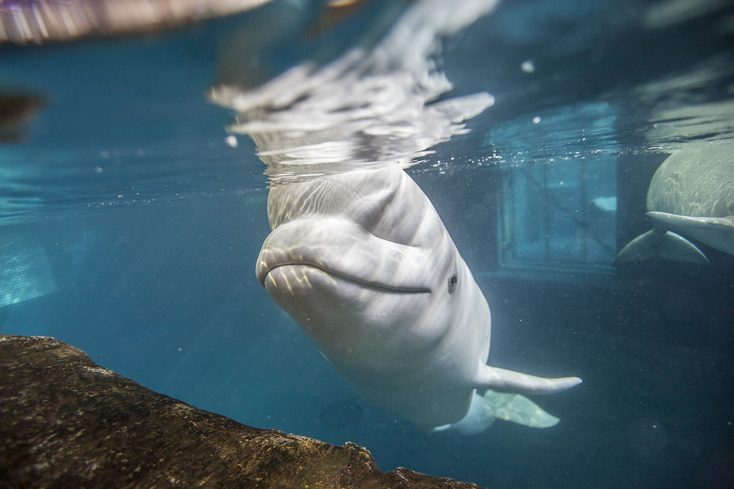 First 'retirement home' for showbiz beluga whales