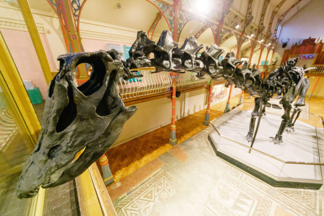 Dippy on Tour tripled annual visitor numbers at Dorset County Museum in Dorchester in just three months (Trustees of the Natural History Museum/PA)