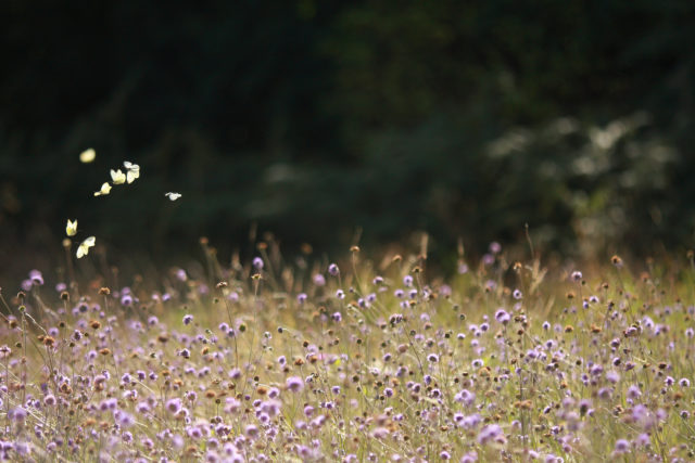 Small whites topped the table for the most commonly seen butterflies in the annual count (Will Langdon/Butterfly Conservation/PA)