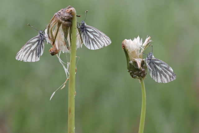 Green-veined whites had a good year amid a heatwave summer (Rob Blanken/Butterfly Conservation/PA)