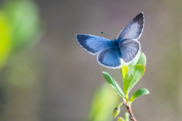 The holly blue was one of the species that did well this year, the results of the Big Butterfly Count show (Tim Melling/Butterfly Conservation/PA)