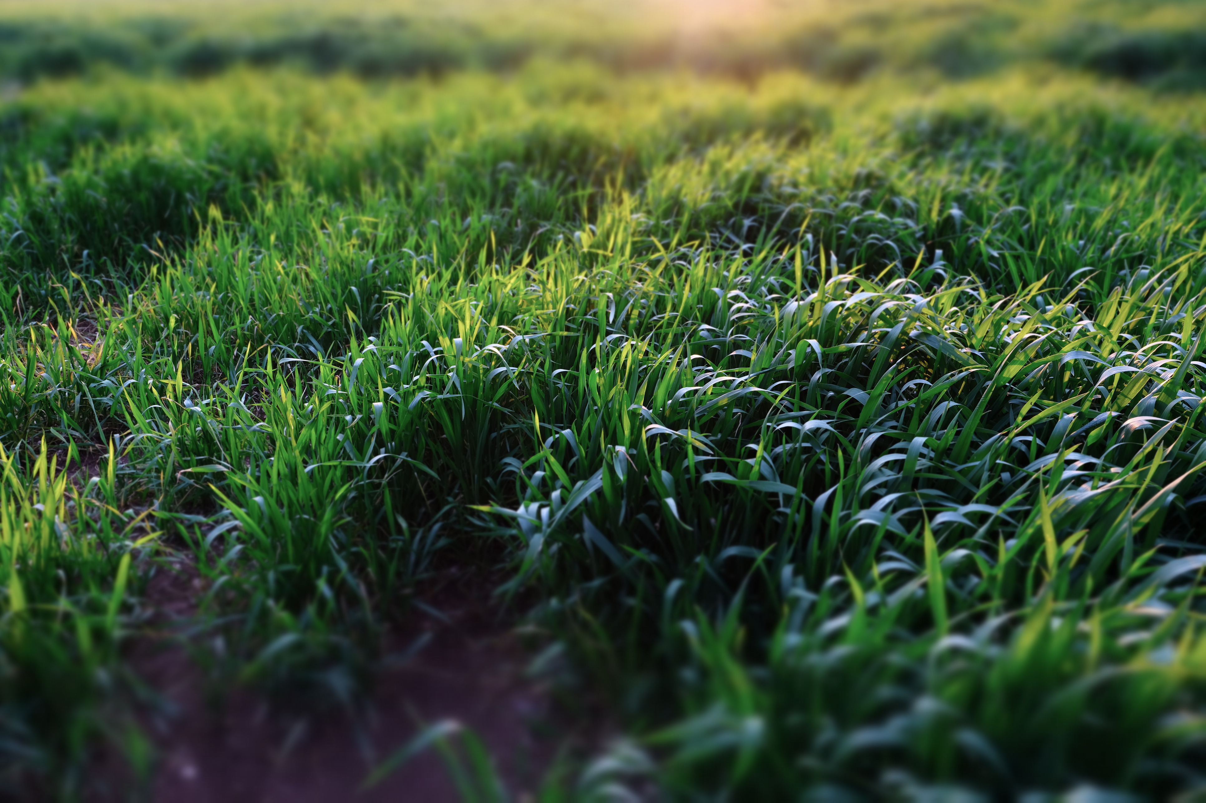 Grass needs air and water to thrive (Thinkstock/PA)