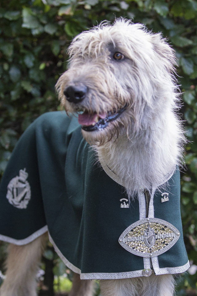 Royal Irish Mascot Brian Boru X