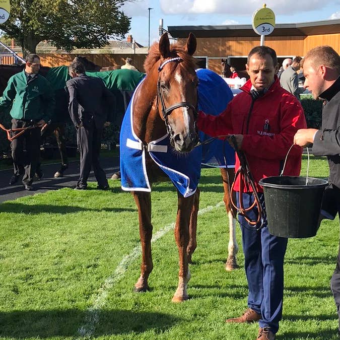 Mankib after his Listed-race success at Newbury