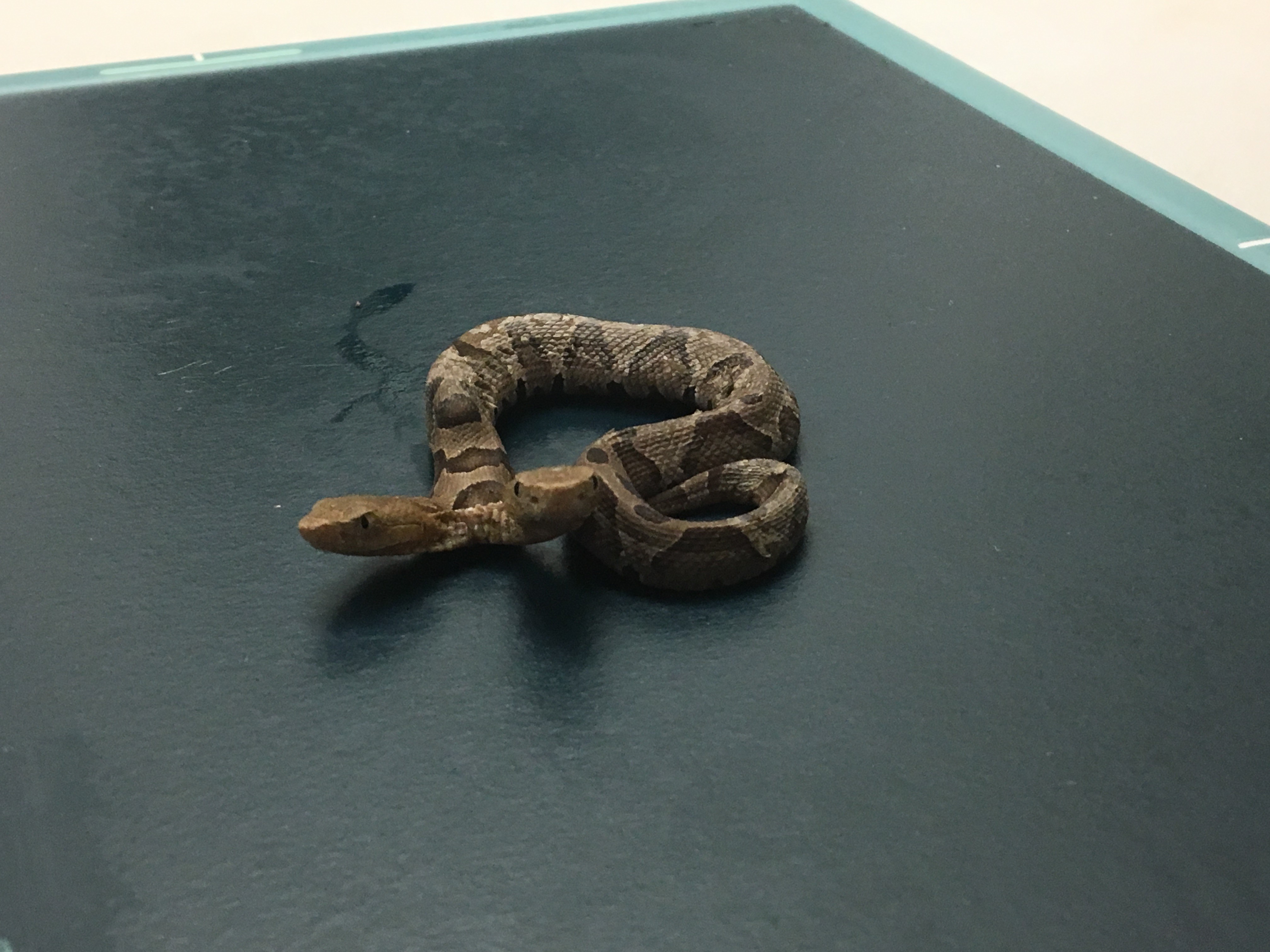 The snake on a table