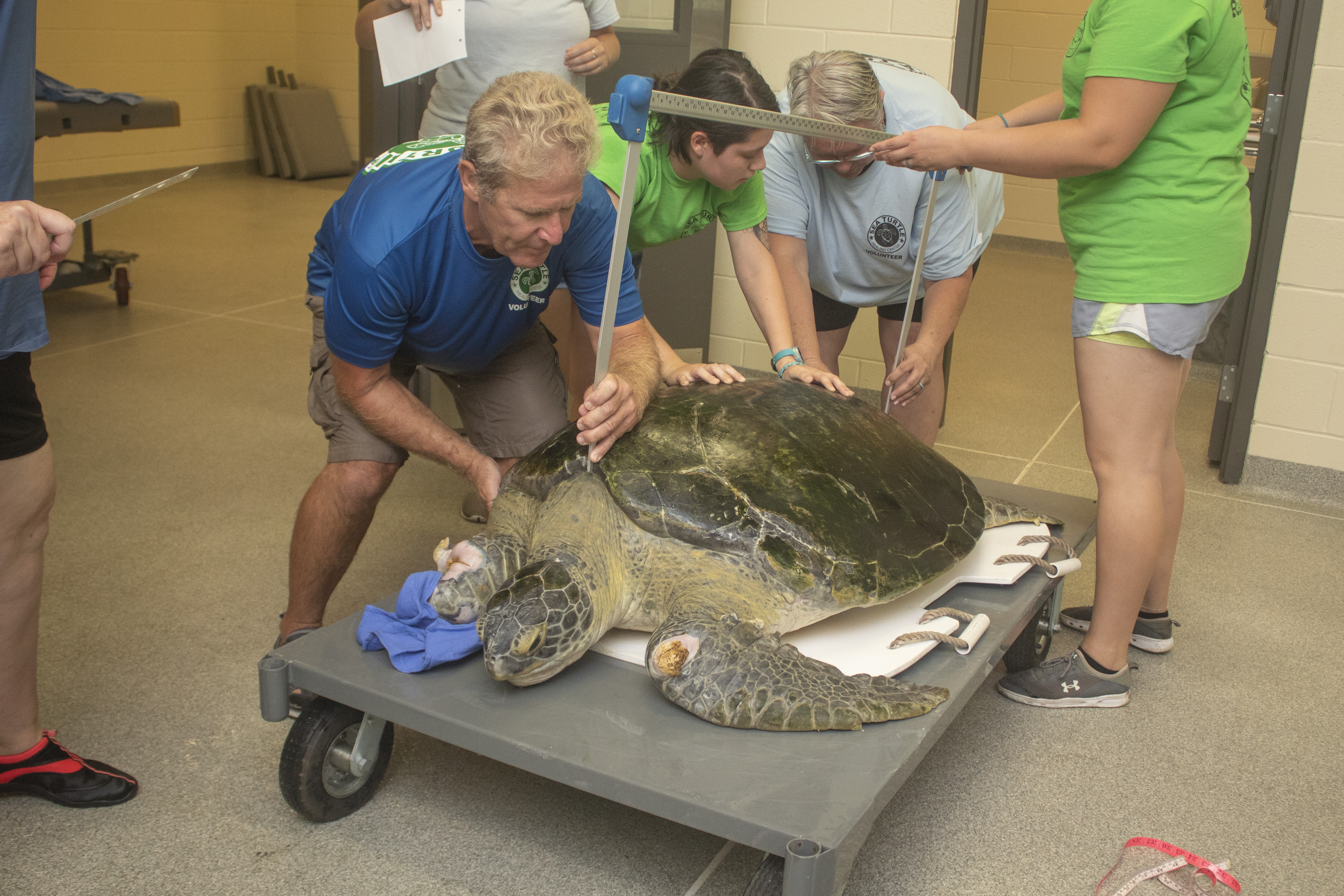 Guacamole, a green sea turtle, is measured