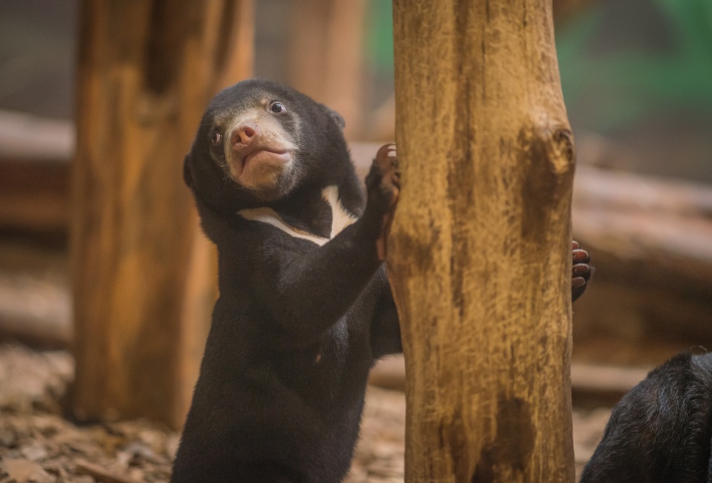 Kyra the sun bear plays at Chester Zoo