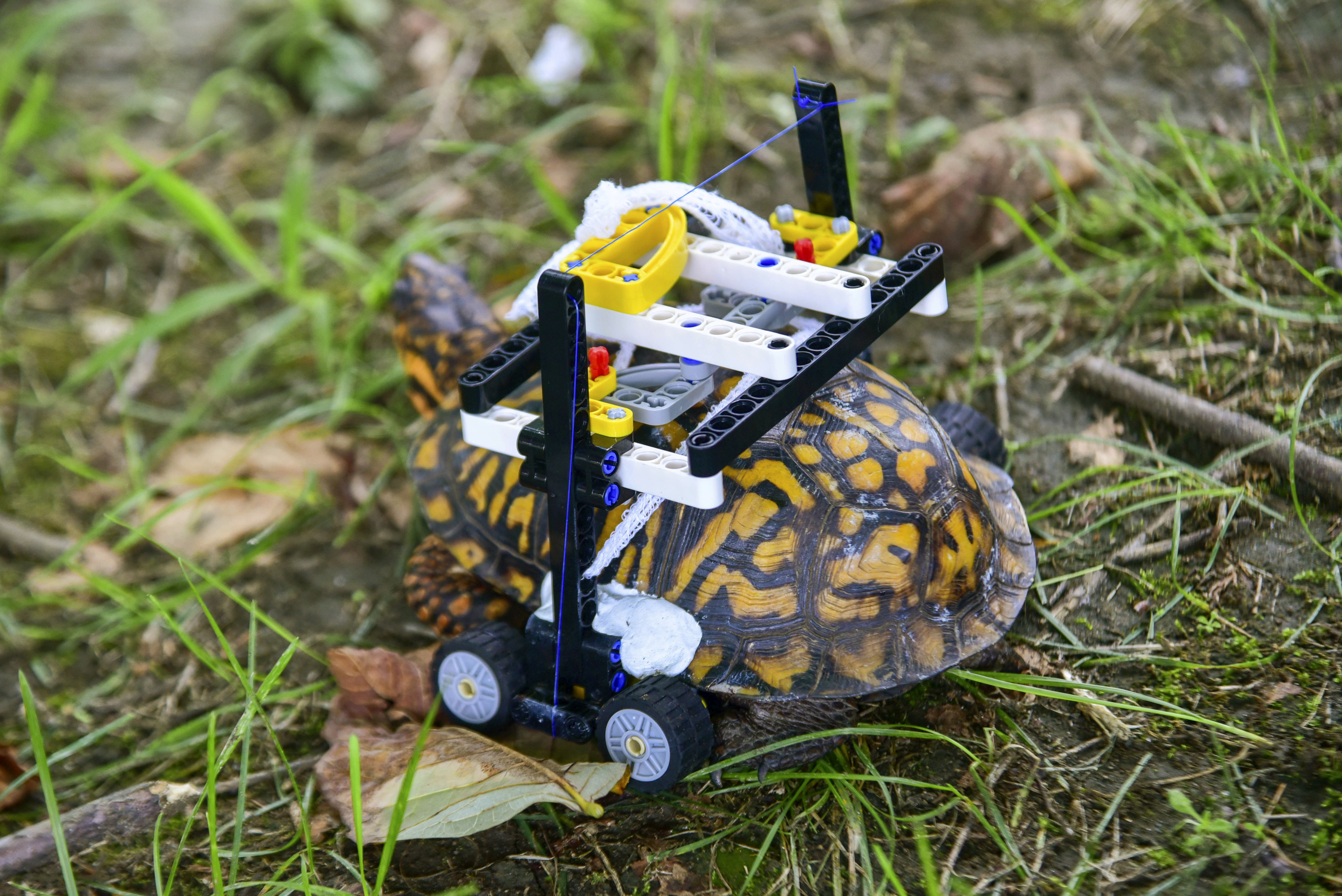 The turtle using its Lego wheelchair