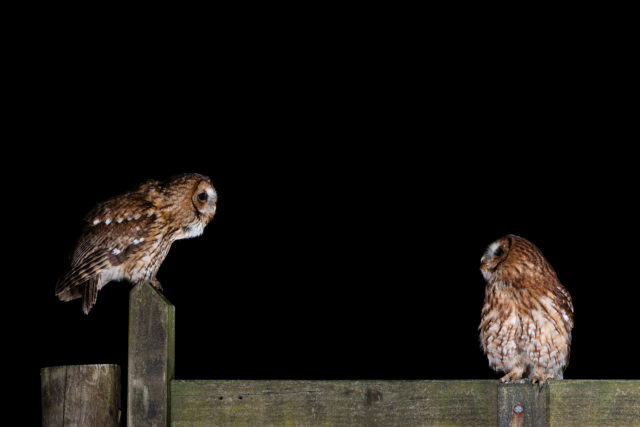 The 'twit-twoo' sound is made by a female calling and male partner replying (Laurence Liddy/BTO/PA)